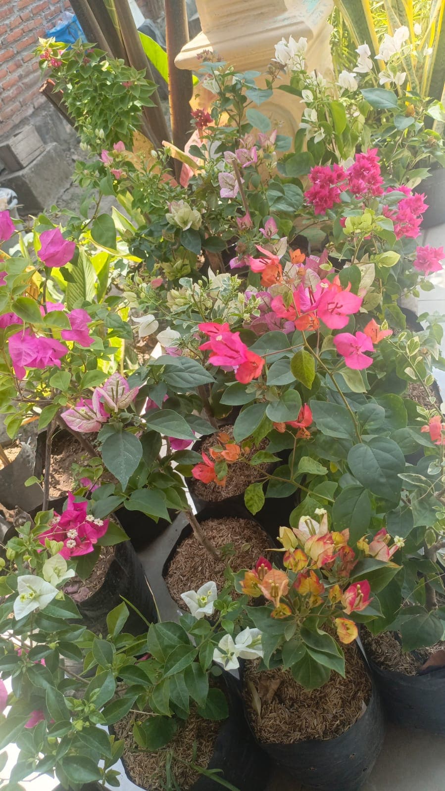 Bunga bougainvillea