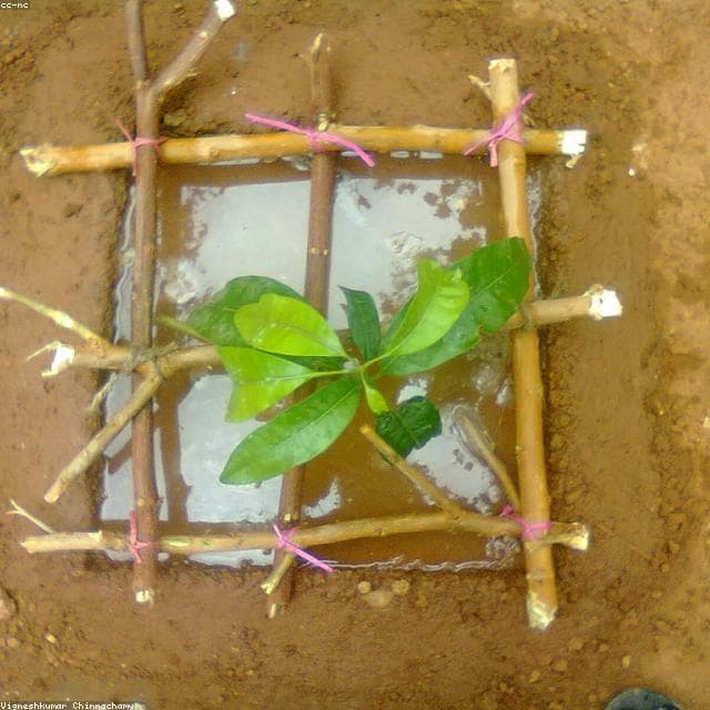 Bibit Tanaman Buah Mangga